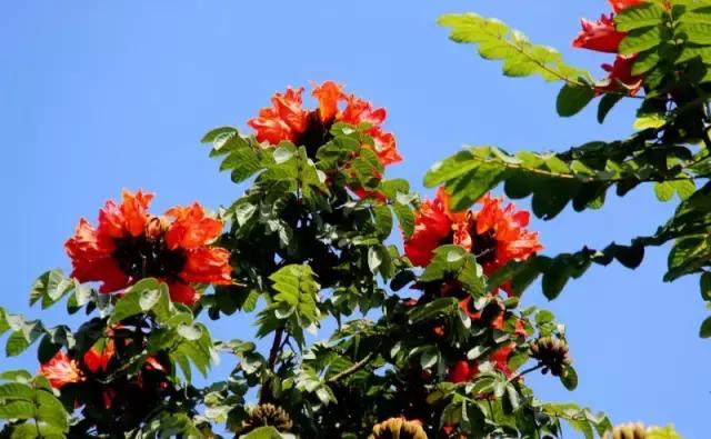 海南,热带天堂的多彩魅力绽放