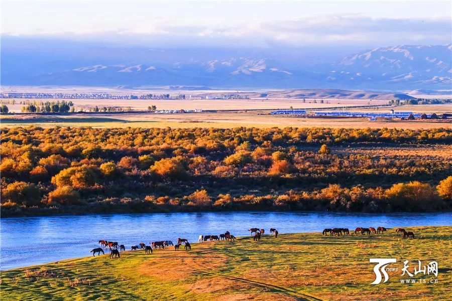 新疆之韵，探索独特文化与风情